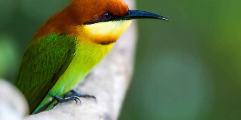 Bundala National Park Safari - Birding Paradise Tour - What the guide and driver add