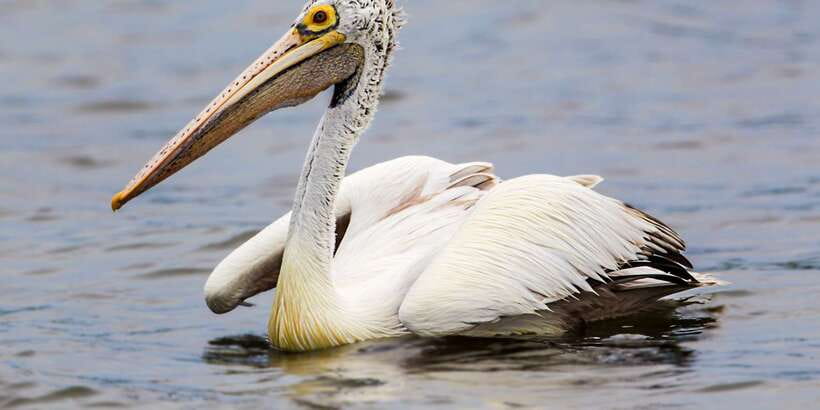 Bundala National Park Safari - Birding Paradise Tour - Who should book this Bundala safari?