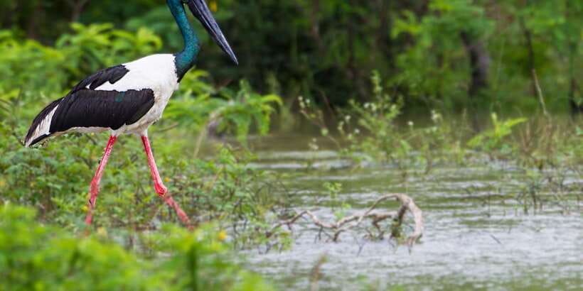 Bundala National Park Safari - Birding Paradise Tour - Three hours through lagoons, marshes, and dunes