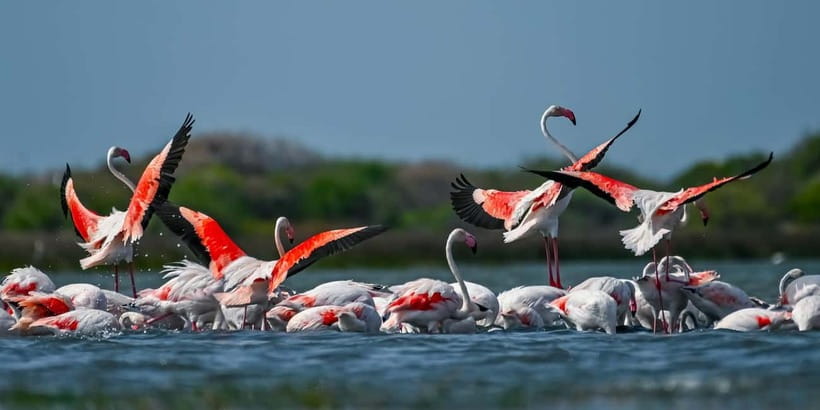 Bundala National Park Safari (PRIVATE TOURS) - What makes this Bundala safari worth your time