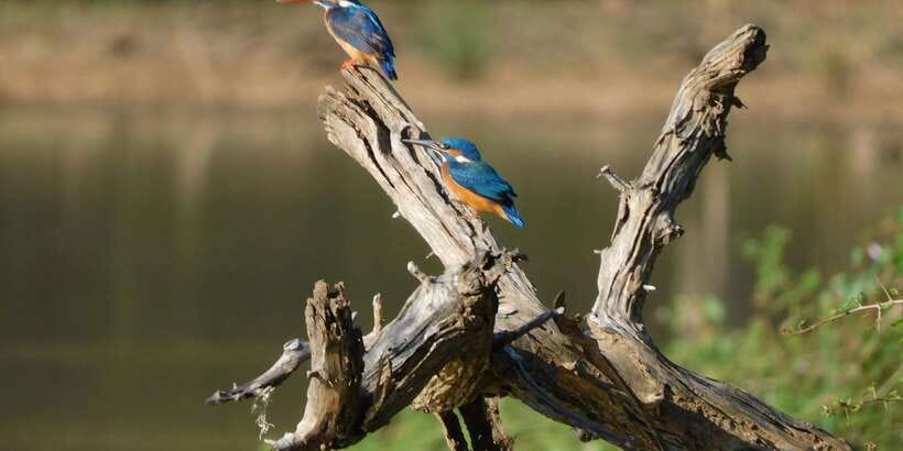 Bundala National Park Safari (PRIVATE TOURS) - Who should book this safari?