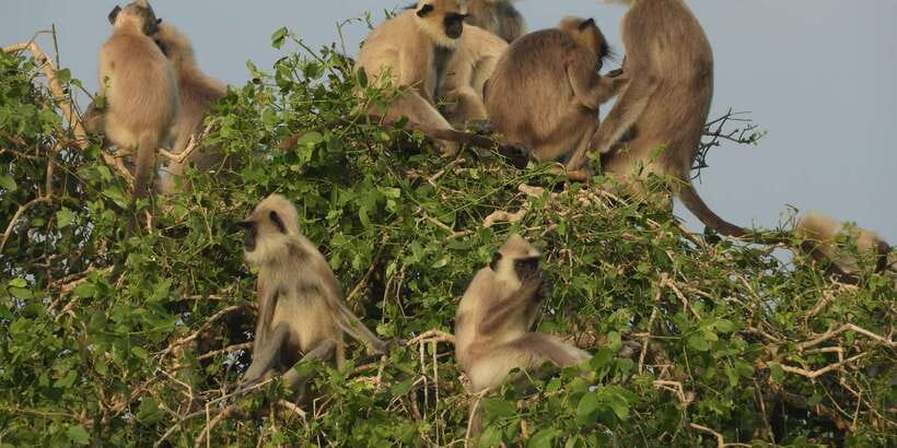 Bundala National Park Safari (PRIVATE TOURS) - Bundala is about birds, water, and space