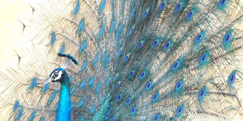 Bundala National Park Safari (PRIVATE TOURS) - The birds are the main event