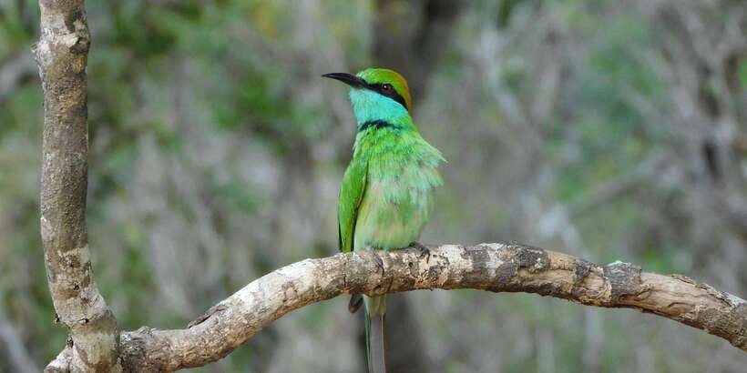 Bundala National Park Safari (PRIVATE TOURS) - Elephants, crocodiles, monkeys, and turtles