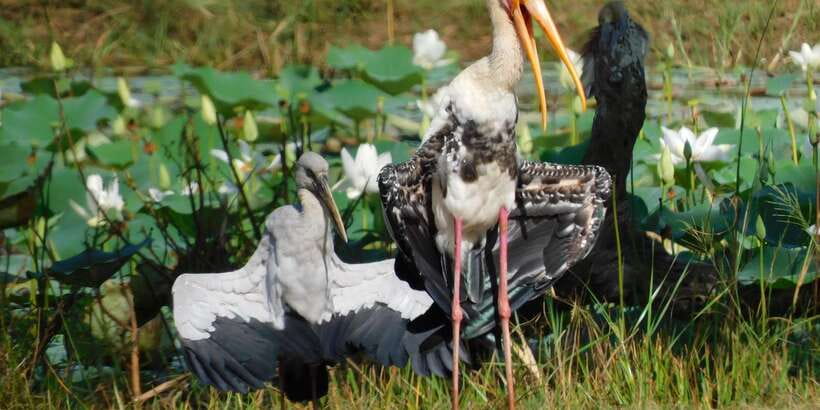 Bundala National Park Safari (PRIVATE TOURS) - The coastal stop adds variety