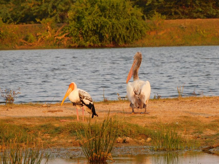 Bundala National Park Safari (PRIVATE TOURS) - Morning, afternoon, or seasonal visit?