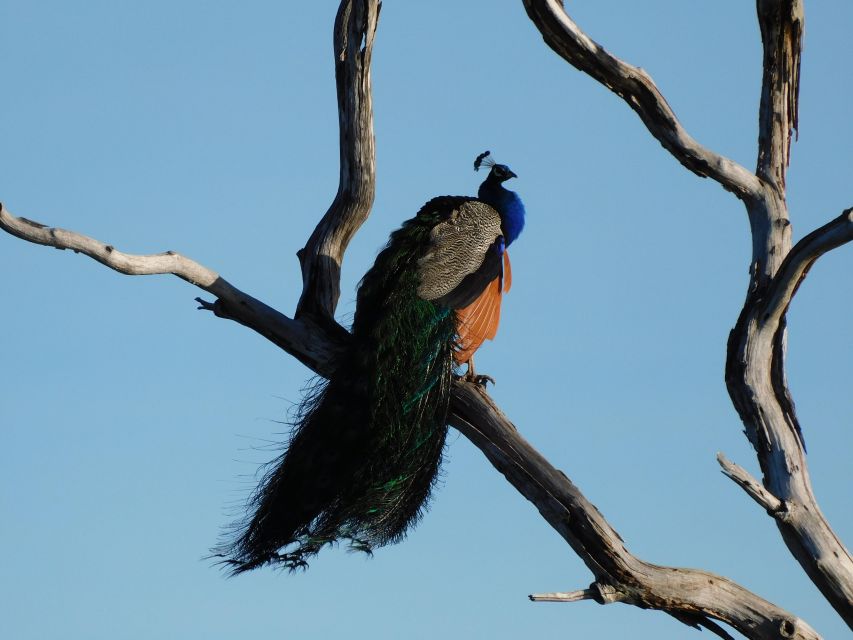 Bundala National Park Safari (PRIVATE TOURS) - Guides make the difference