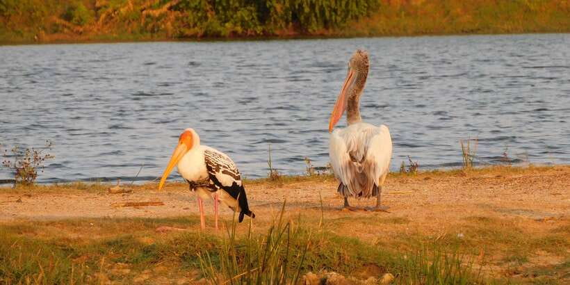 Bundala National Park Safari (PRIVATE TOURS) - What the $36 price really covers