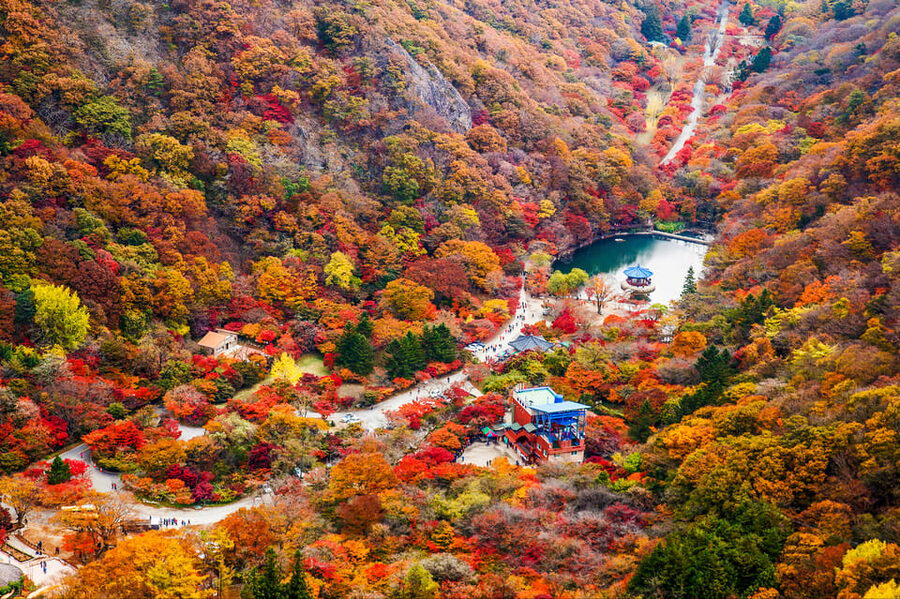 Busan: Naejangsan National Park Autumn Foliage One Day Tour - Why Naejangsan Is South Korea’s Autumn Classic