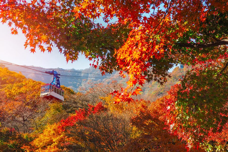 Busan: Naejangsan National Park Autumn Foliage One Day Tour - Practical Tips for a Better Visit
