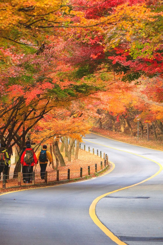 Busan: Naejangsan National Park Autumn Foliage One Day Tour - Walking Toward Naejangsa Temple