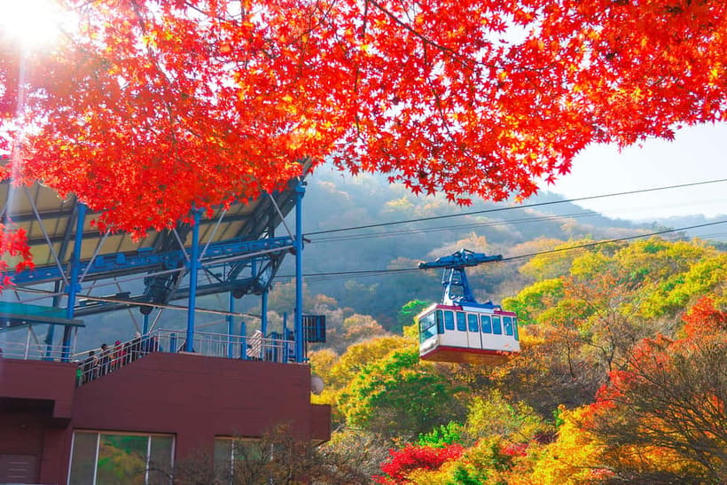 Busan: Naejangsan National Park Autumn Foliage One Day Tour - Free Time for Photos, Walking, and Lunch