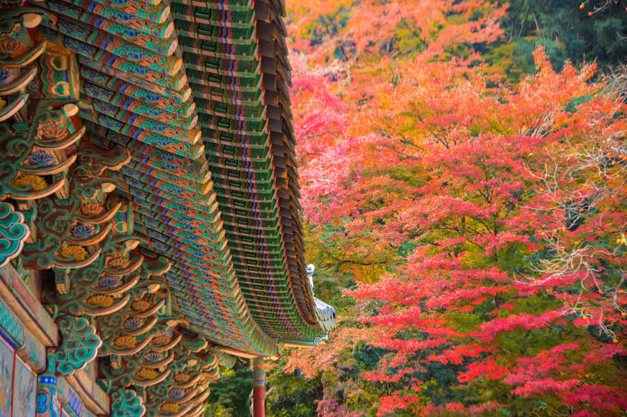 Busan: Naejangsan National Park Autumn Foliage One Day Tour - What the $46 Price Covers