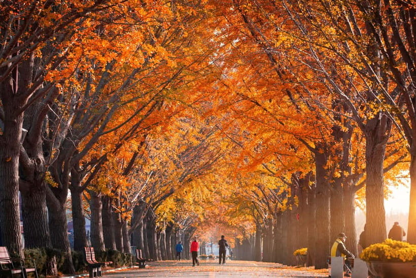 Busan: Naejangsan National Park Autumn Foliage One Day Tour - Staff Support and the Human Touch
