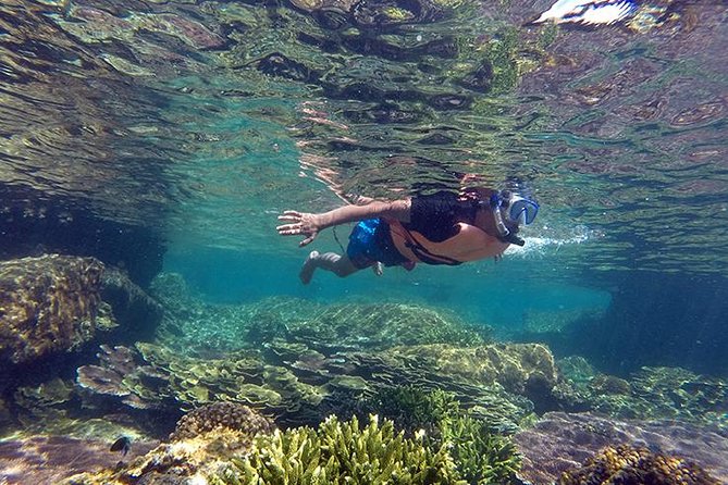 Cabo Pulmo National Park Snorkel Expedition from Cabo San Lucas - Key points at a glance