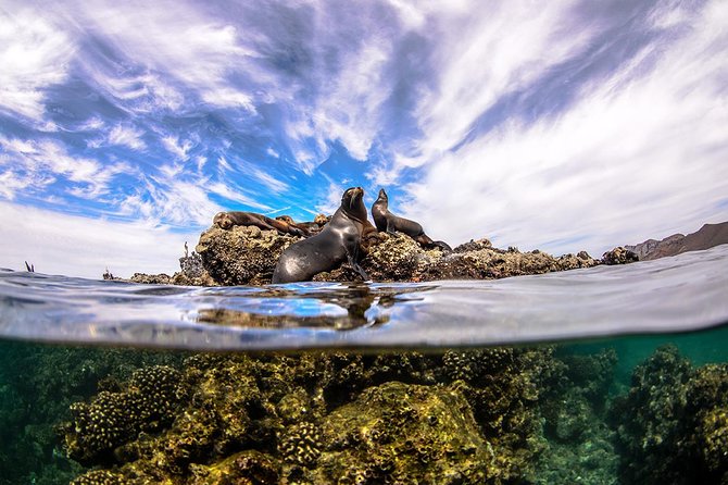 Cabo Pulmo National Park Snorkel Expedition from Cabo San Lucas - Water conditions and actual time in the sea