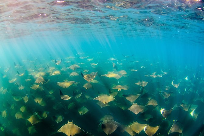 Cabo Pulmo National Park Snorkel Expedition from Cabo San Lucas - The value of $279