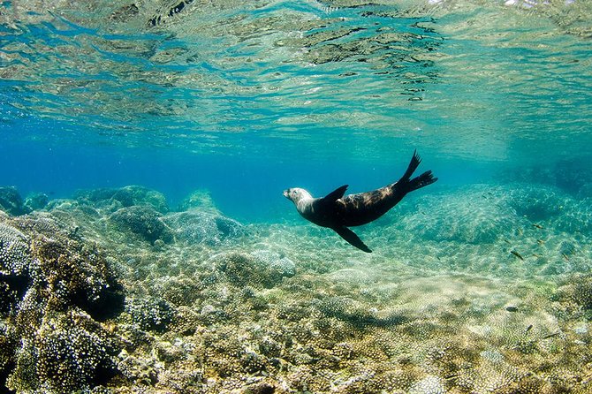 Cabo Pulmo National Park Snorkel Expedition from Cabo San Lucas - Booking and cancellation details