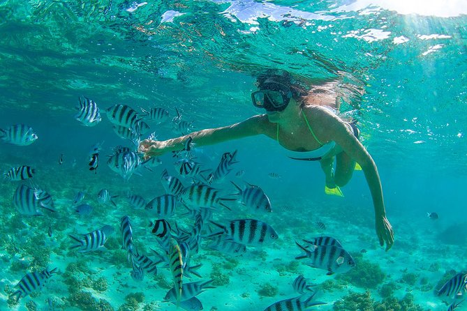 Cabo Pulmo National Park Snorkel Expedition from Cabo San Lucas - Three or four places to look underwater