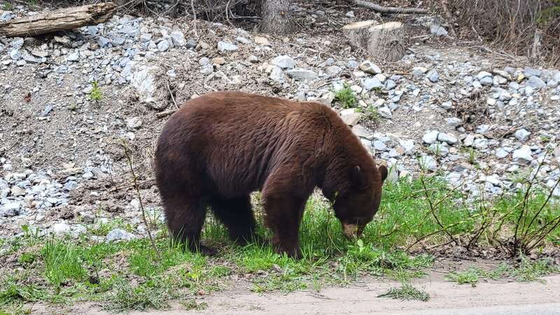 Calgary: 2-Day Banff National Park Highlights Summer Tour - Guides, group size, and the feel of the ride