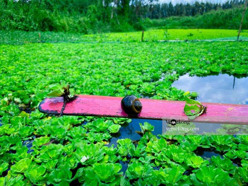 Can Tho: Lung Ngoc Hoang Forest Nature Reserve Half-Day Tour - The One-Hour Road Ride from Can Tho