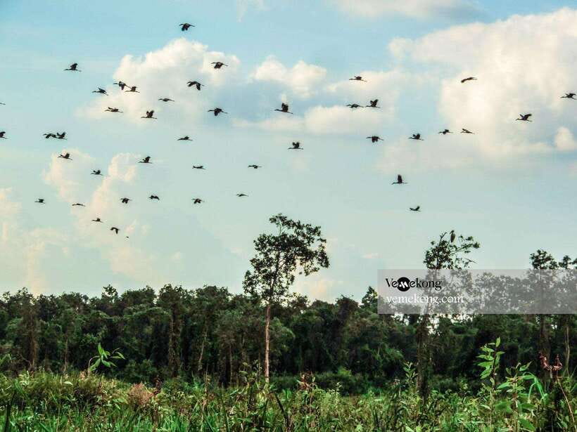 Can Tho: Lung Ngoc Hoang Forest Nature Reserve Half-Day Tour - A Flat 1.2-Kilometer Nature Walk