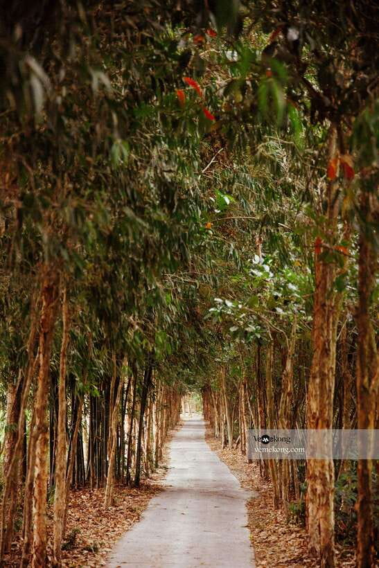 Can Tho: Lung Ngoc Hoang Nature Reserve & Forest Tour - The 25-meter tower and seasonal rice fields