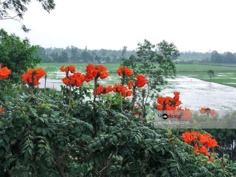 Can Tho: Lung Ngoc Hoang Nature Reserve & Forest Tour - Walking the 1.2-kilometer pancake paths