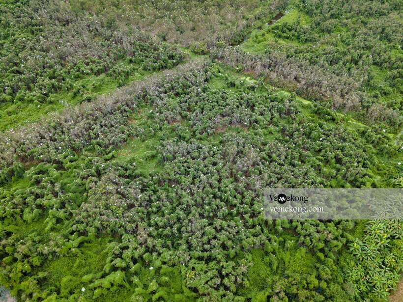 Can Tho: Lung Ngoc Hoang Nature Reserve & Forest Tour - The old ficus tree and its wartime story