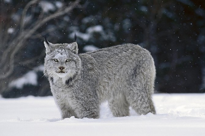 Canmore: Wilderness & Wildlife Tour - 2hr Walk - Ancient forest, water, and mountain views