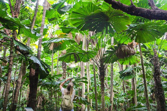 Cape Tribulation & Daintree Wilderness (TCT) - Why this full-day Daintree trip works