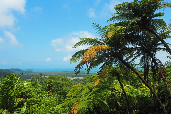 Cape Tribulation & Daintree Wilderness (TCT) - The Daintree River cruise and the crocodile question