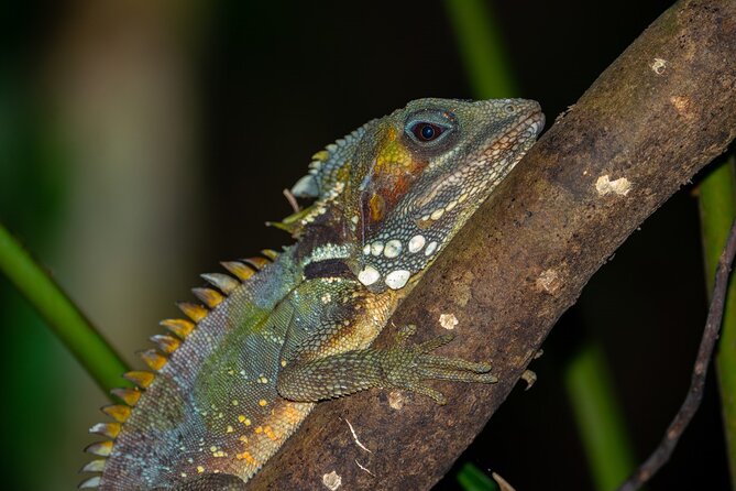Cape Tribulation & Daintree Wilderness (TCT) - What the $187.92 price really covers