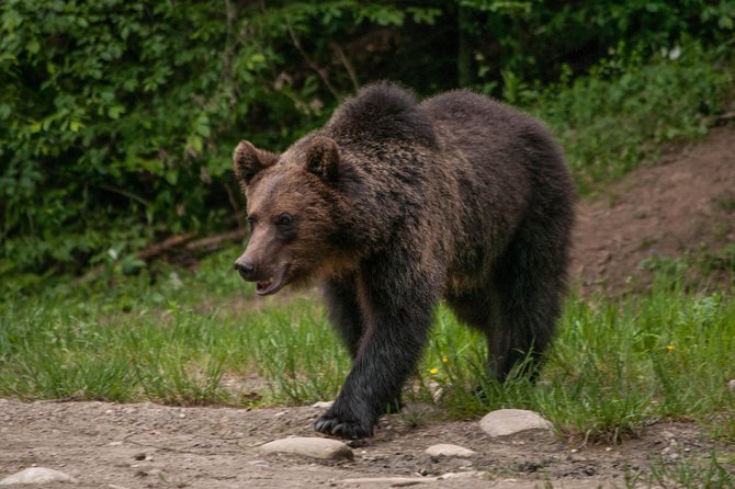 Carpathian Wilderness: A Wildlife Experience from Brașov - From Brașov to the Carpathian forest