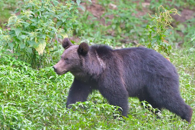 Carpathian Wilderness: A Wildlife Experience from Brașov - What the waiting feels like