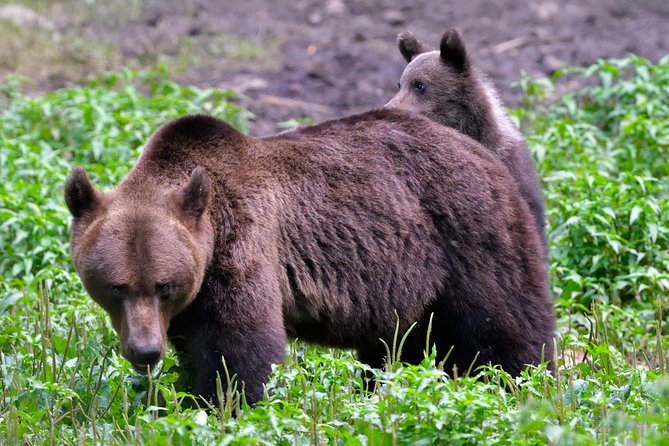 Carpathian Wilderness: A Wildlife Experience from Brașov - Why the wildlife guarantee matters
