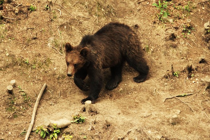 Carpathian Wilderness: A Wildlife Experience from Brașov - Getting good photographs through the hide