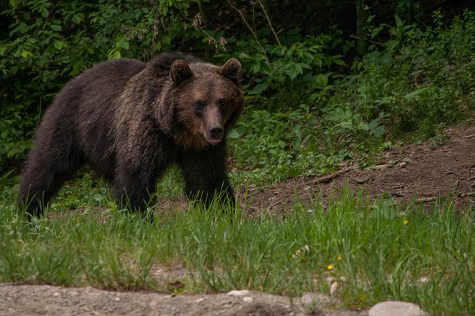 Carpathian Wilderness: A Wildlife Experience from Brașov - What to wear and what not to bring