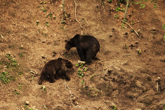 Carpathian Wilderness: A Wildlife Experience from Brașov - Is $95.58 a fair price?