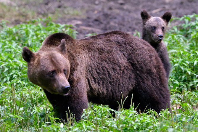Carpathian Wilderness: A Wildlife Experience from Brașov - From central Brașov to the forest
