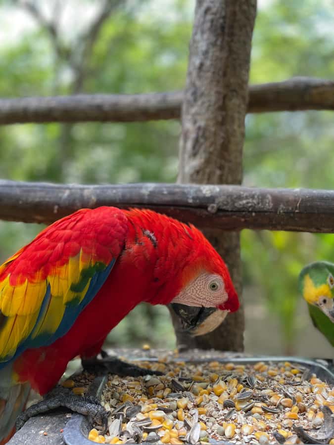 Cartagena: Aviary National Park Tour with Hotel Pickup - Why private transport changes the value