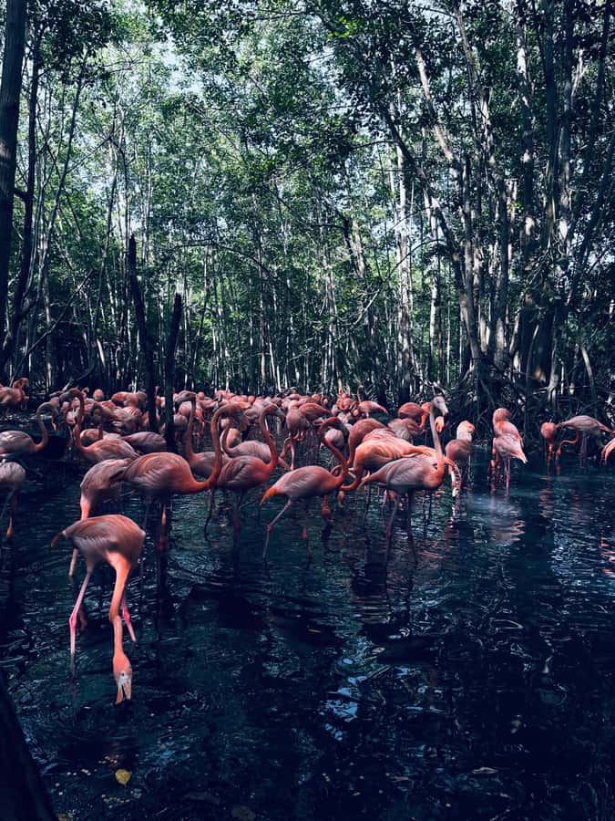 Cartagena: Aviary National Park Tour with Hotel Pickup - What you can see in two or three hours