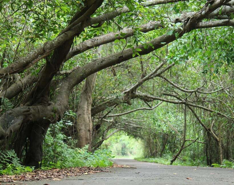 Cat Ba National Park Full Day Guide Tour Trekking & Kayaking - The final climb to Viet Hai village