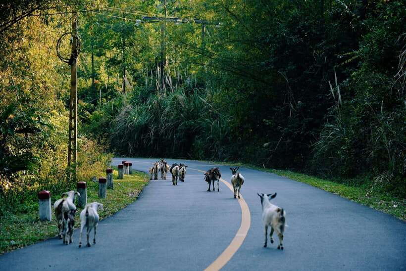 Cat Ba National Park Trekking & Ancient Village Biking - Kayaking around Lan Ha Bay