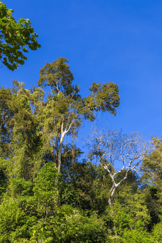 Cat Tien National Park with Crocodile Lake - Green Hope Lodge and the midday pause