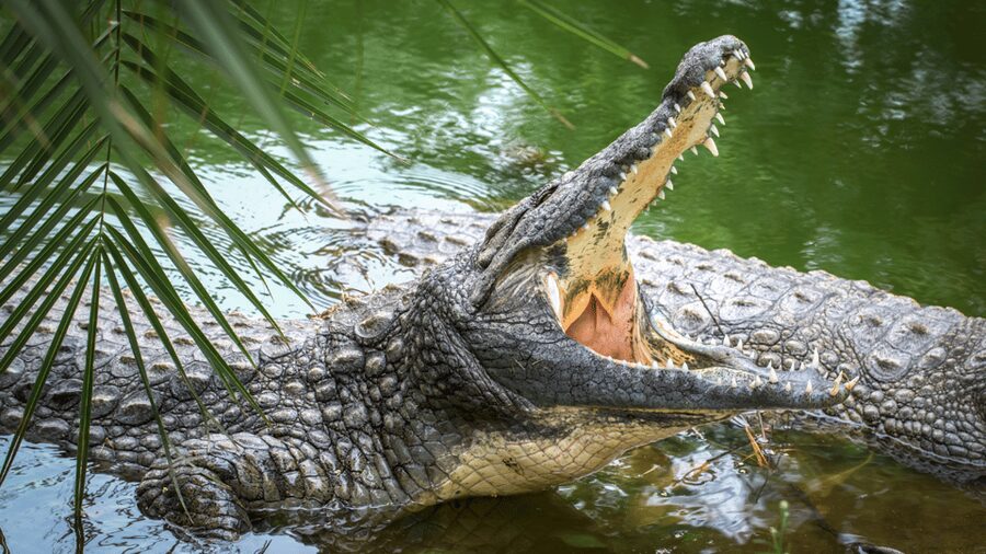 Cat Tien National Park with Crocodile Lake - What the price includes, and what it does not