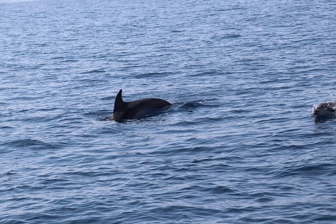 Catamaran excursions in the Asinara island National park - Snorkeling, fish, and the animal rescue center