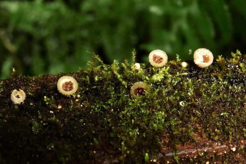 Chiang Mai: Doi Inthanon National Park and Kew Mae Pan Tour - Kew Mae Pan: the day’s main walk