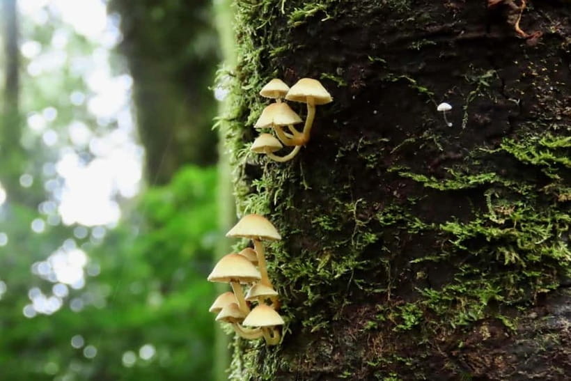 Chiang Mai: Doi Inthanon National Park and Kew Mae Pan Tour - Who should book this $61 day tour