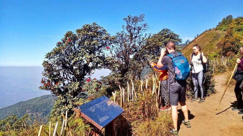Chiang Mai:Doi Inthanon National Park & Hike at Kew Mae Pan - Reaching Thailand’s highest mountain